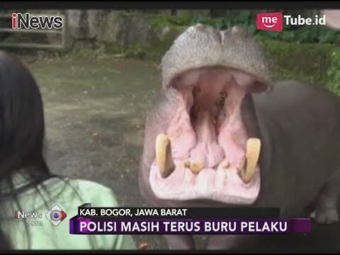 Polisi Masih Buru Pelaku yang Memberikan Miras ke Binatang di TSI - iNews Sore 17/11
