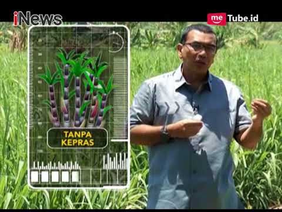 Import Gula Pemerintah Selalu Tak Sesuai dengan Masa Panen Petani Tebu - Rakyat Bicara 19/11
