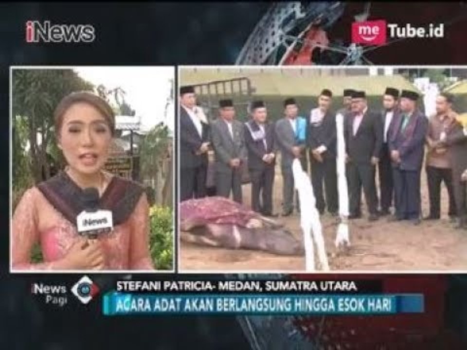 Disaksikan Raja, 1 Kerbau Dipotong di Pesta Adat Kahiyang-Bobby - iNews Pagi 24/11