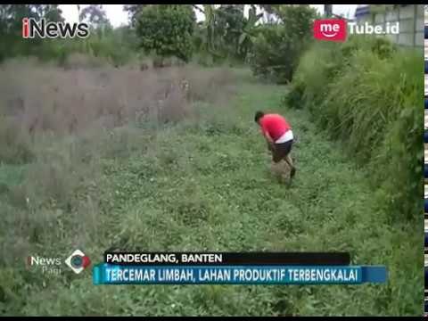 5 Hektar Lahan Sawah Tercemar Limbah Pabrik, Kepala Desa Acuhkan Laporan Warganya - iNews Pagi 01/01