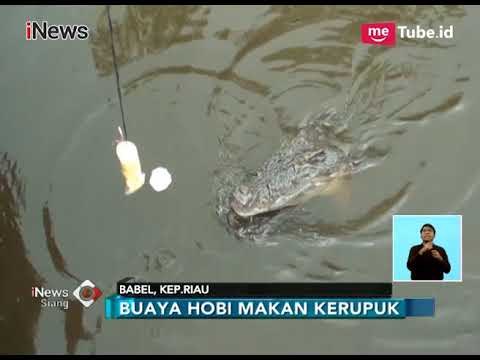 VIRAL! Buaya Ini Tak Makan Daging, Tapi Kerupuk - iNews Siang 07/01
