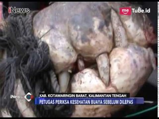 Geger! Buaya Dengan Ukuran Tak Lazim Ditemukan Warga - iNews Pagi 11/01