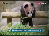 Bayi Panda Lahir di Perancis, Lihat Kelucuannya - iNews Pagi 14/01
