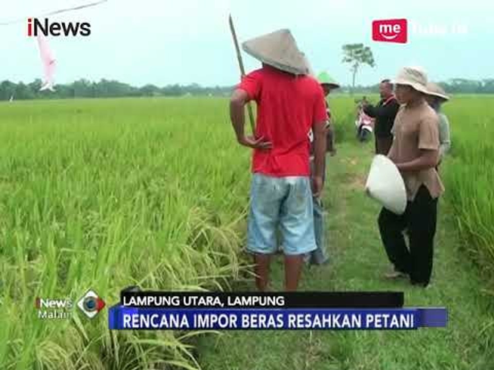 Tolak Impor Beras, Petani di Lampung: Kita Akan Hancur - iNews Malam 17/01