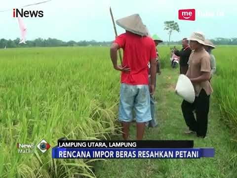 Tolak Impor Beras, Petani di Lampung: Kita Akan Hancur - iNews Malam 17/01