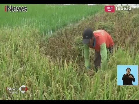 Khawatir Harga Beras Anjlok, Petani Tuban Tolak Pemerintah Impor Beras - iNews Siang 23/01