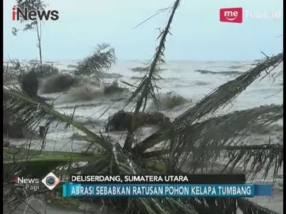 Kawasan Hutan Negara Pantai Labu Terancam Punah Akibat Dihantam Abrasi -  iNews Pagi 23/01