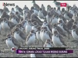 Destinasi Liburan, Pantai Cemara Jambi Tempat Burung Bermigrasi - iNews Sore 20/01
