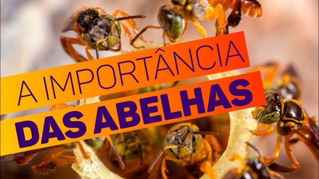 A extinção das abelhas poderia acabar com a vida na Terra