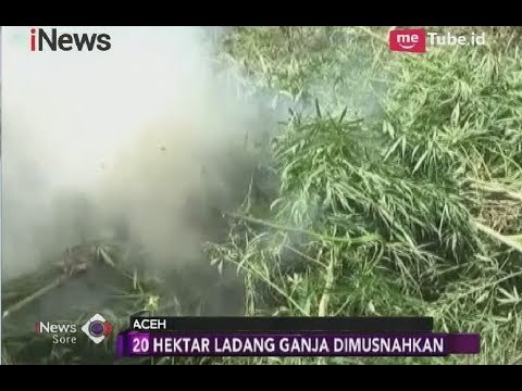 Ladang Ganja 20 Hektar di Area Perbukitan Aceh Utara Dimusnahkan Aparat TNI - iNews Sore 16/02
