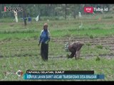 Sengketa Lahan Sawit Ancam Nasib Warga Transmigrasi Tapanuli Selatan - iNews Pagi 05/03