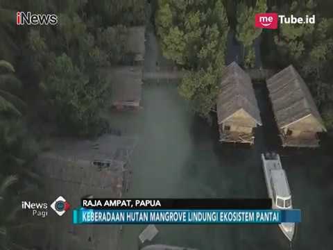Menelusuri Pesona Elegan Hutan Mangrove di Desa Sawinggrai Raja Ampat - iNews Pagi 18/02