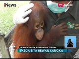 Tak Miliki Izin Koservasi, BKSDA Sita Orang Utan dan Uwa-uwa Peliharaan Warga - iNews Siang 20/02