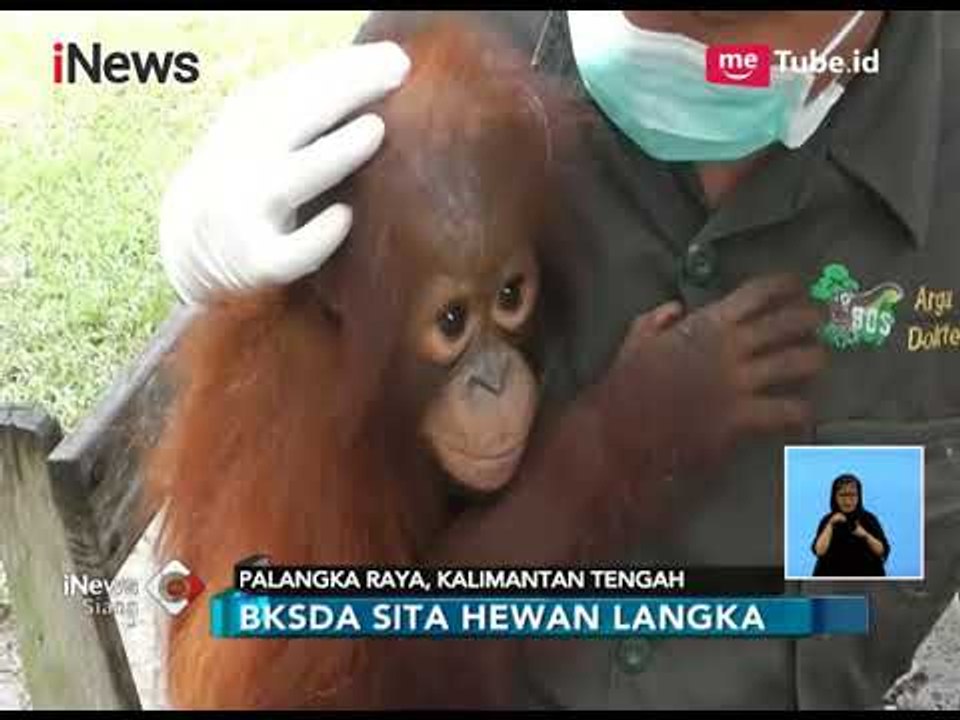 Tak Miliki Izin Koservasi, BKSDA Sita Orang Utan dan Uwa-uwa Peliharaan Warga - iNews Siang 20/02