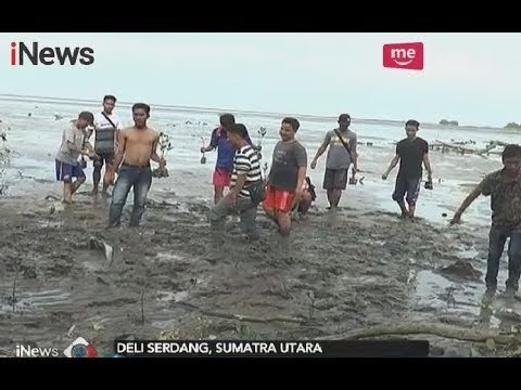 Mencegah Abrasi, Nelayan Pantai Labu Melakukan Penanaman Pohon Mangrove - iNews Pagi 22/02