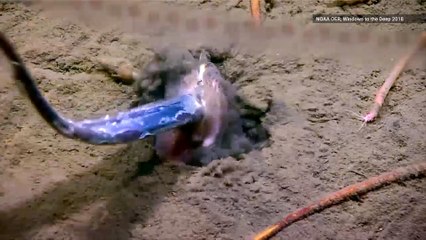 Unsuspecting Fish Gets Rude Awakening by 'Ambush Predator' in Wild NOAA Video