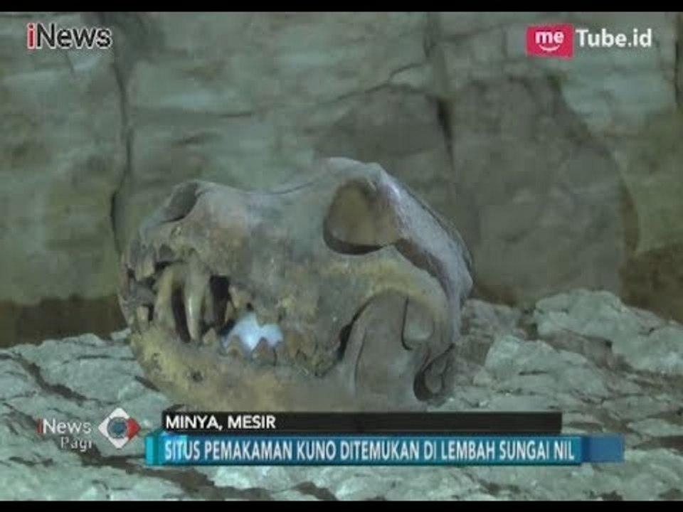 Geger!! Temuan Nekropolis Dinasti Firaun Beserta Perhiasan di Situs Tuna Al Gabal - iNews Pagi 25/02