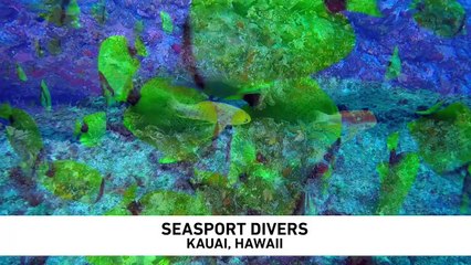 Readers Choice 2018 - Seasport Divers