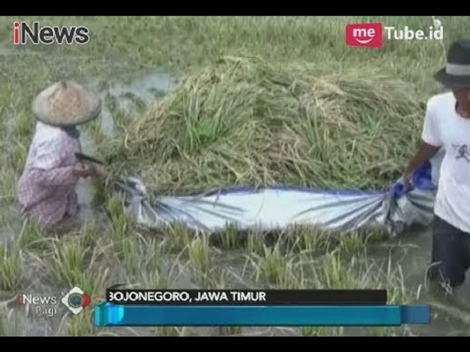 Pasca Terendam Luapan Sungai Bengawan Solo, Ratusan Hektar Padi Mati Membusuk - iNews Pagi 04/03