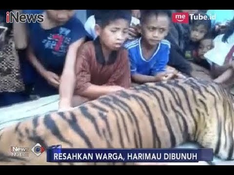 Sebulan Resahkan Warga, Harimau di Bunuh Pasca Ditemukan di bawah Rumah - iNews Malam 04/03