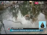 Tumpahan Minyak Balikpapan Akibatkan Ratusan Kepiting Mati - iNews Siang 11/04