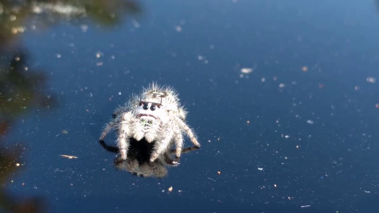 La Phidippus otiosus, une araignée sympathique