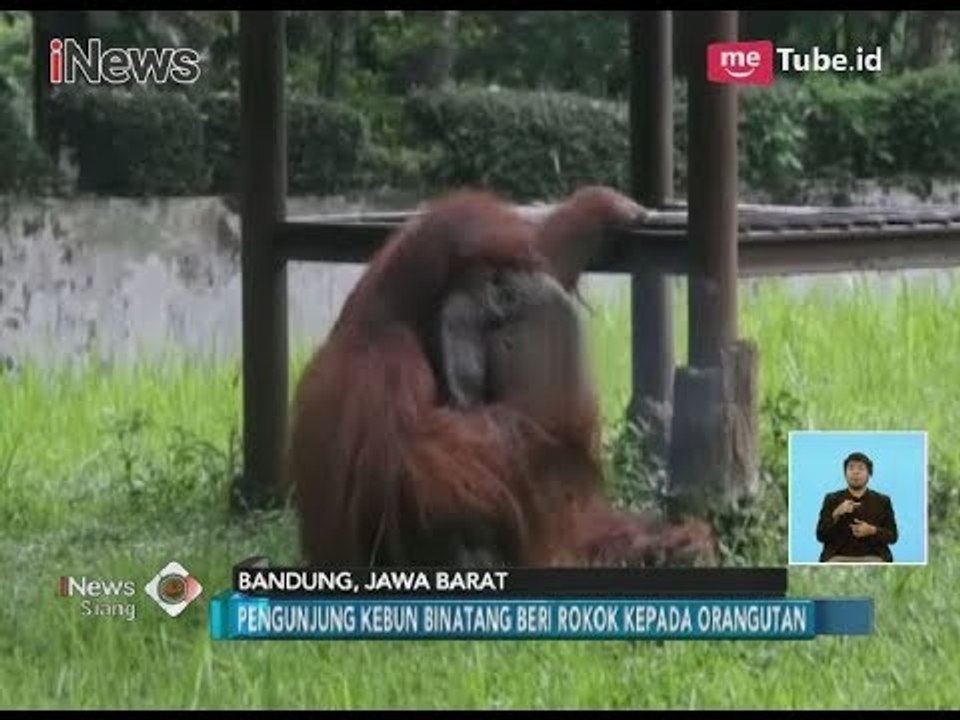 Ironis!! Viral Video Orangutan Merokok Usai Dilempar Rokok oleh Pengunjung - iNews Siang 07/03
