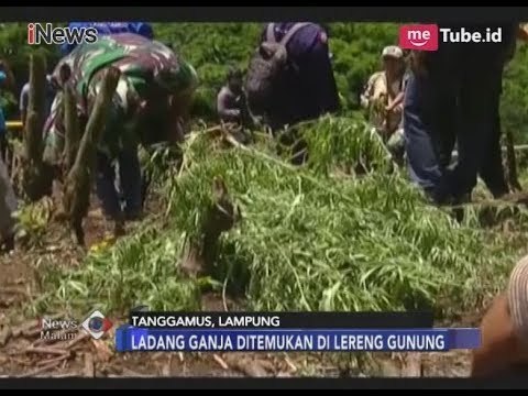 Polisi Temukan Ratusan Tanaman Ganja Siap Panen - iNews Malam 08/03
