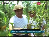 Cawagub Bali Panen Raya Tomat di Desa Baturiti, Ini Janji Kampanye Sudikerta - News Pagi 09/03