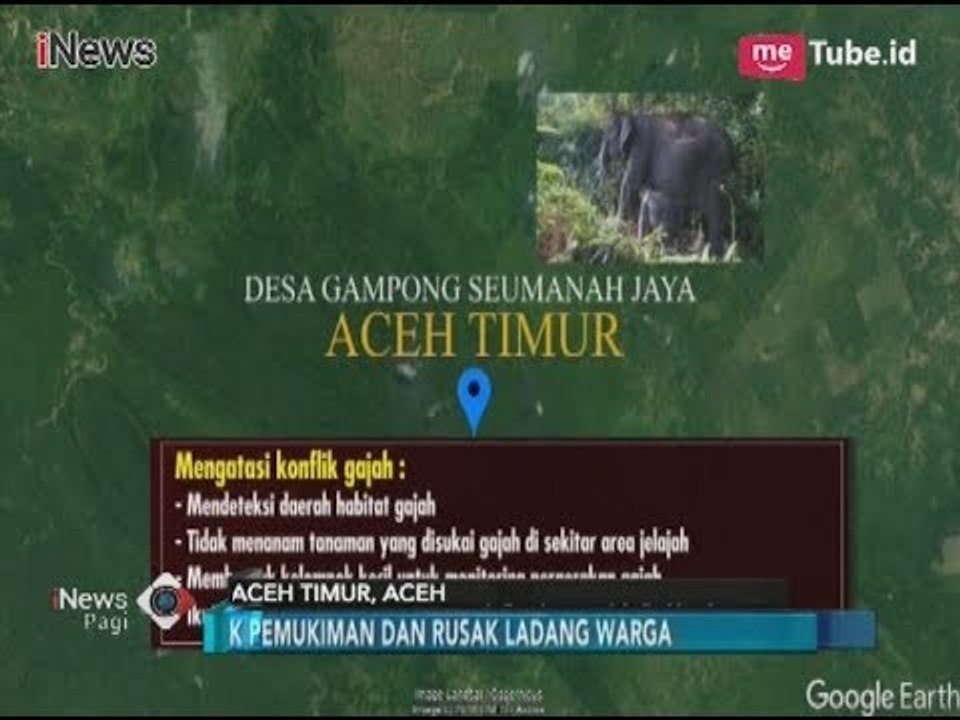 Konflik dengan Gajah, Warga Seumanah Minta Pemerintah Bangun Dinding Barrier - iNews Pagi 12/03