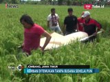 Mayat Wanita Tanpa Busana di Tengah Sawah Ditemukan Warga Jombang - iNews Pagi 12/03
