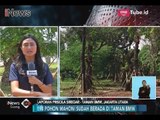 Penataan Trotoar, Sejumlah Pohon Mahoni Sudirman-Thamrin Direlokasi ke Taman BMW - iNews Siang 11/03