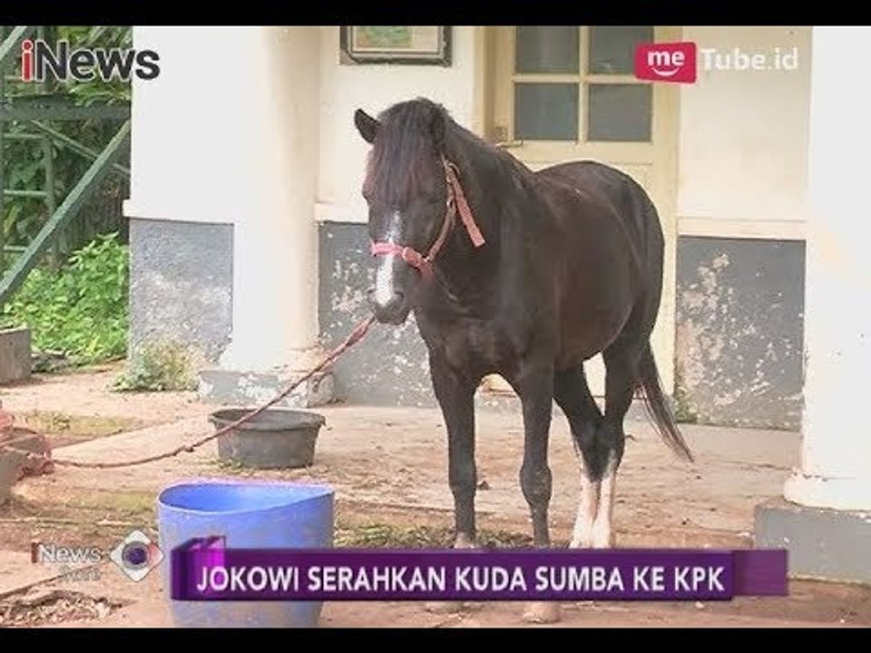 Hindari Dugaan Gratifikasi, Jokowi Serahkan Dua Kuda Asal Sumba ke KPK - iNews Sore 12/03