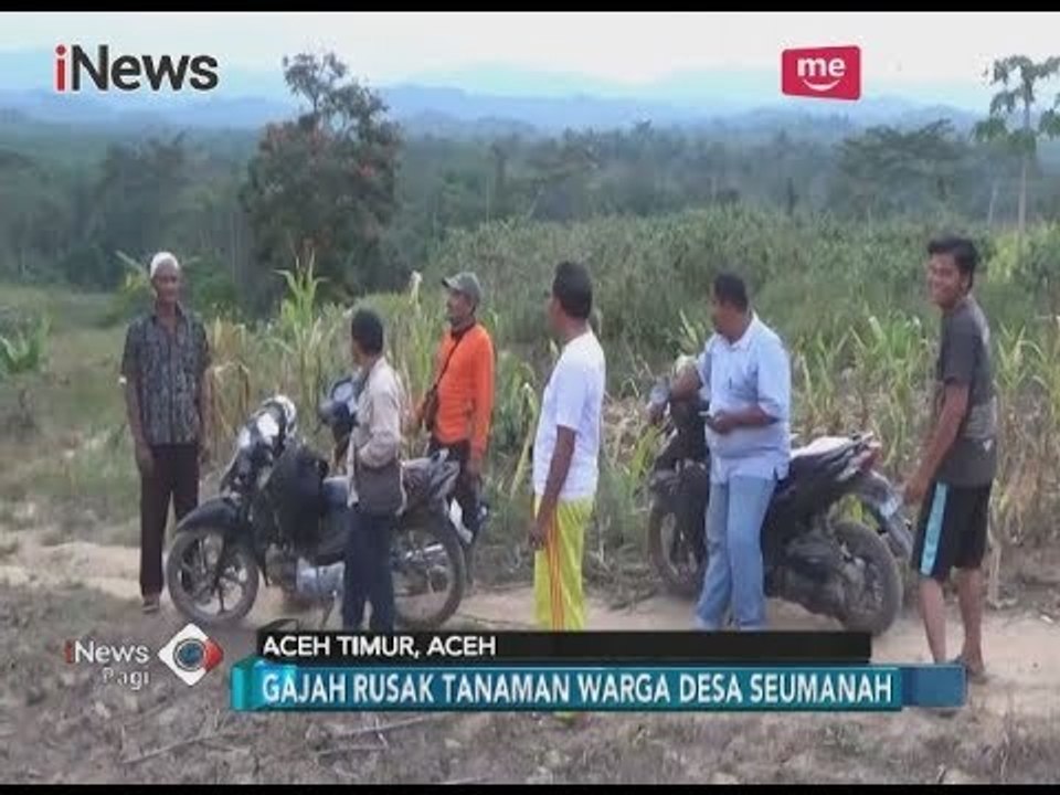 Pihak LH Lokal & LSM Belanda Carikan Solusi Konflik Gajak di Seumanah, Aceh Timur - iNews Pagi 15/03
