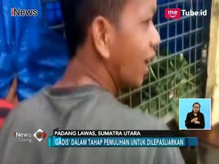 Kena Jerat Babi, Kaki Harimau Sumatera Diamputasi - iNews Siang 14/03