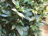 Cuttings from Large Plants