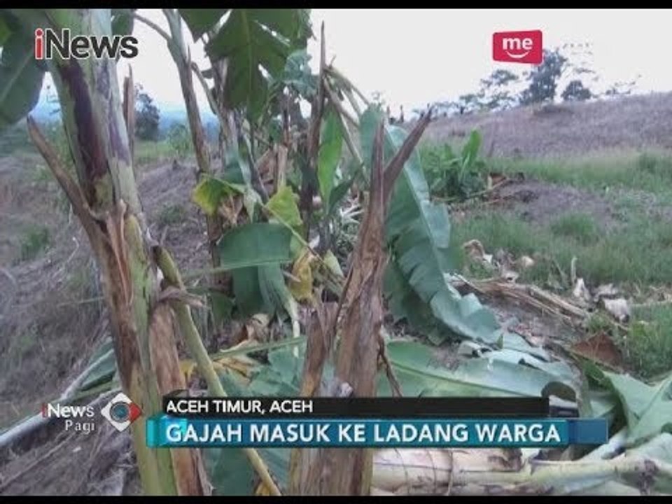Manusia Vs Hewan Liar, Pemerintah Aceh Timur Wujudkan Pembuatan Parit Gajah - iNews Pagi 19/03