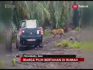 Harimau Bonita Sempat Ditembak Bius, Namun Kabur Lagi - Special Report 19/03