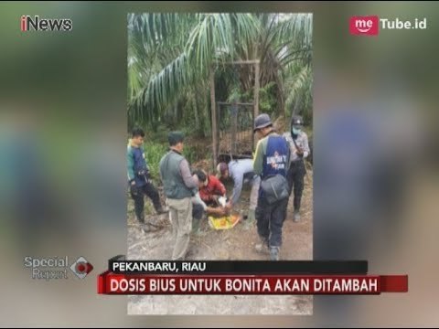 Masih 'Kebal' dan Berkeliaran, Dosis Bius Tembak untuk Bonita Ditambah - Special Report 20/03