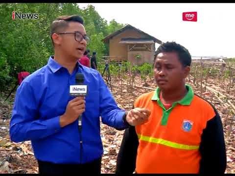 Pengerukan Sampah Selesai, Mangrove di Muara Angke Ditanam Kembali Part 03 - Special Report 20/03