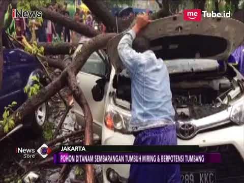 Waspadai Potensi Pohon Tumbang di Sebagian Besar Wilayah DKI - iNews Sore 23/03