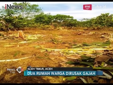 Parit Belum Dibuat, Gajah Liar Kembali Hantui Warga Seumanah - iNews Pagi 27/03