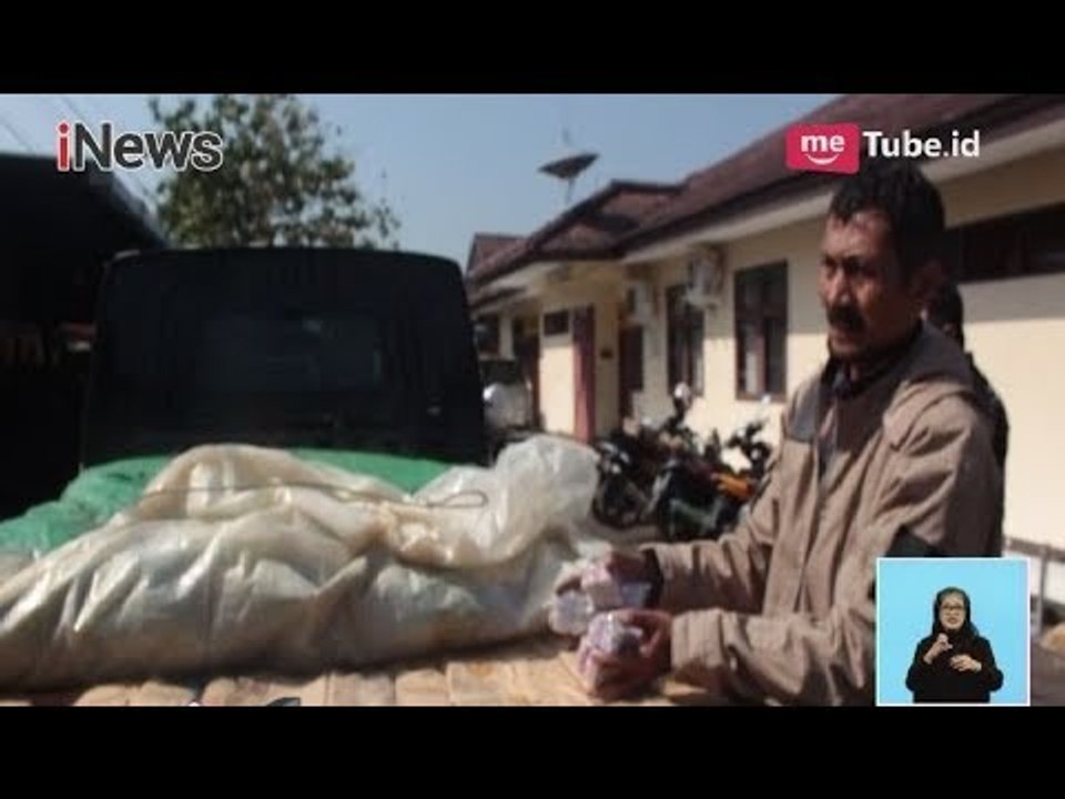 Polisi Berhasil Gagalkan Pengiriman 950 Ribu Butir Petasan Jenis Cabai Rawit - iNews Siang 31/05