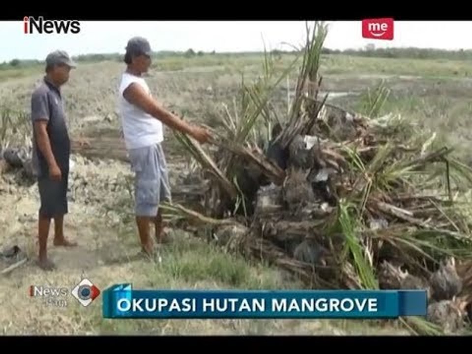 Mangrove Ditebang untuk Buka Lahan Kelapa Sawit, Warga Deli Serdang Resah - iNews Pagi 30/03