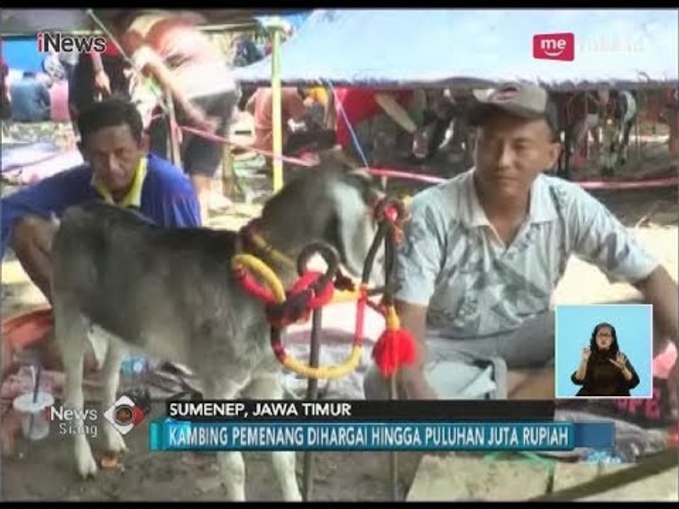 Unik!! Adu Kecepatan Tanpa Joki, Inilah Keseruan Karapan Kambing di Sumenep - iNews Siang 02/04