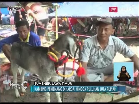 Unik!! Adu Kecepatan Tanpa Joki, Inilah Keseruan Karapan Kambing di Sumenep - iNews Siang 02/04