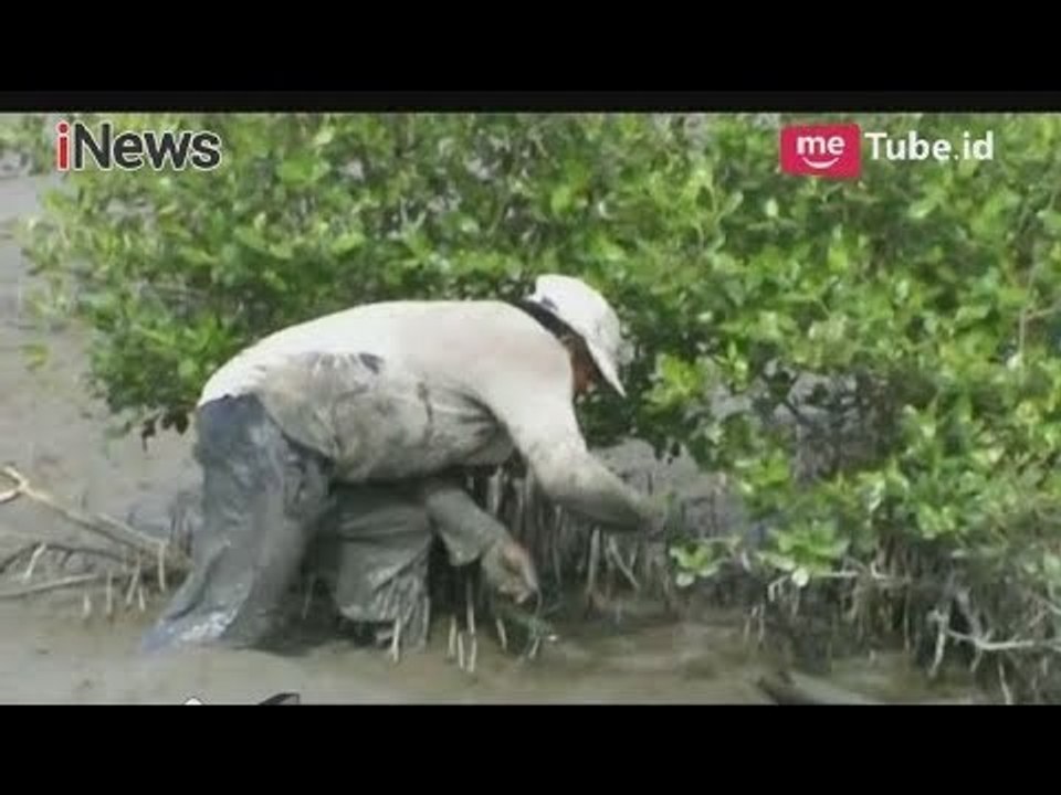 Warga Deli Serdang Resahkan Hilangnya Mata Pencarian Akibat Hutan Mangrove Rusak - iNews Pagi 03/04