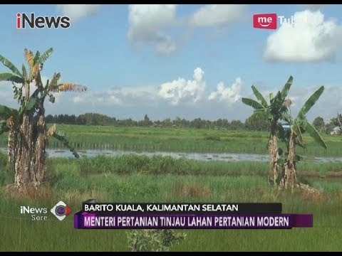 Menteri Pertanian Tinjau Lahan Modern di Barito Kuala, Kalimantan Selatan - iNews Sore 05/04