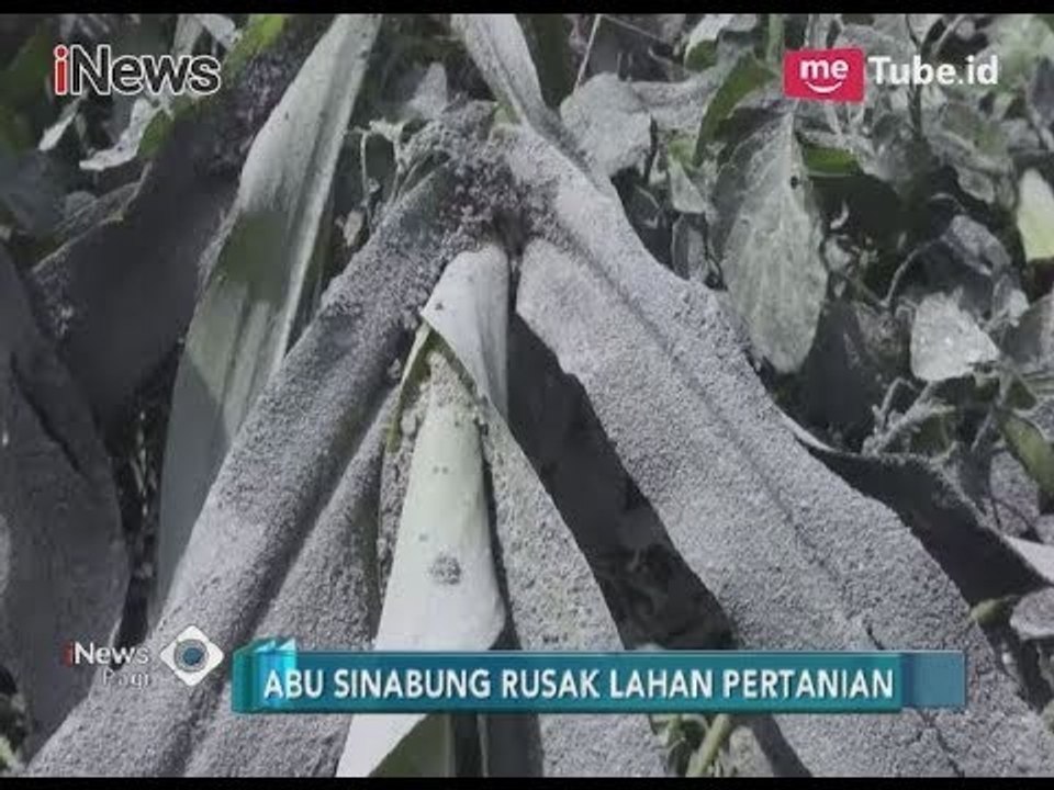 Akibat Erupsi Gunung Sinabung, Abu Rusak Ratusan Hektare Lahan Pertanian Warga - iNews Pagi 09/04