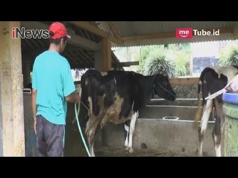 Peternak Sapi Masih Enggan Mengungsi Pasca Letusan Pijar Merah Gunung Merapi - iNews Siang 25/05
